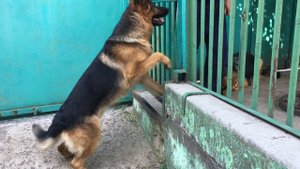 Немецкая Овчарка Радж Вязка. 4К