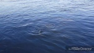 Сом на отводной поводок. Рыбалка на Рейне. Wels Drill am Rhein