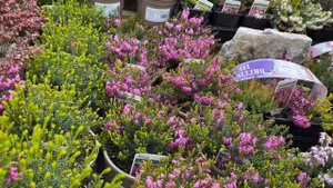 Растения для Альпийской Горки и Водоема. Верески. Редкие Кустарники ЛОНДОН  London Garden Centre
