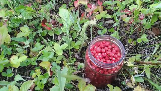 Сбор земляники. В лес по ягоды