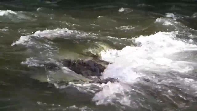 Медитативная музыка звуков лесного ручья Music of a forest stream. Relax смотреть онлайн