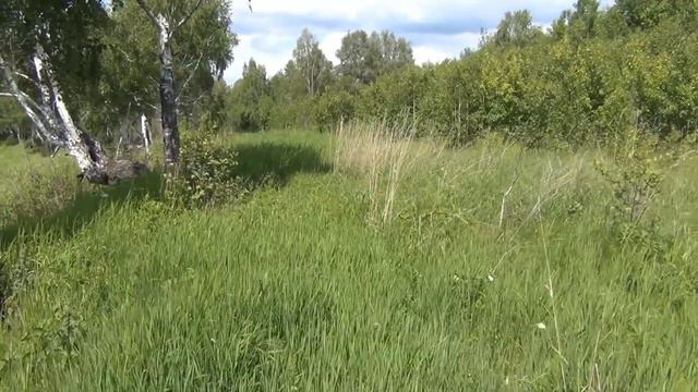 Устье речки рудиковки. Старицы. Видео высокой четкости.