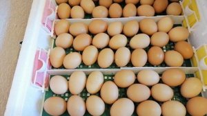 SOS!! 7 ЧАСОВ НЕ БЫЛО СВЕТА ПРИ ИНКУБАЦИИ! ПОЯВЯТСЯ ЛИ ЦЫПЛЯТА?