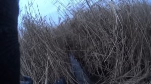 #5 Охота на утку с подхода.Сайга 12.#СтепнаяТропа