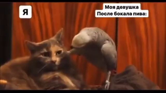 Хахахахахахаха! Приколдес! Девушка после бокала пива! #прикол #приколы #мемы #мем