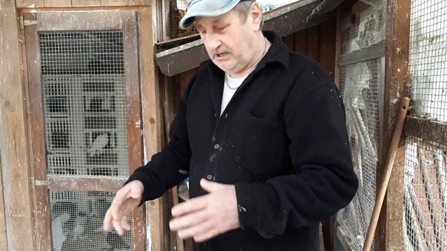 Кормление голубей зимой? смотреть онлайн