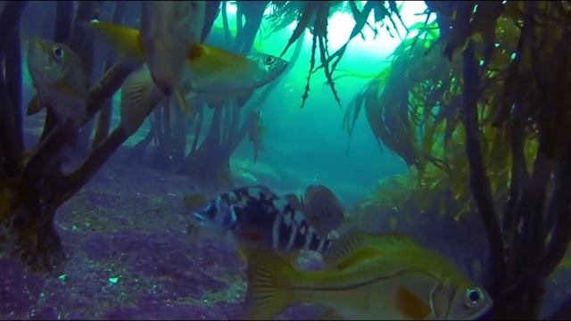 "Шёпот моря" / "The sea whispers" смотреть онлайн