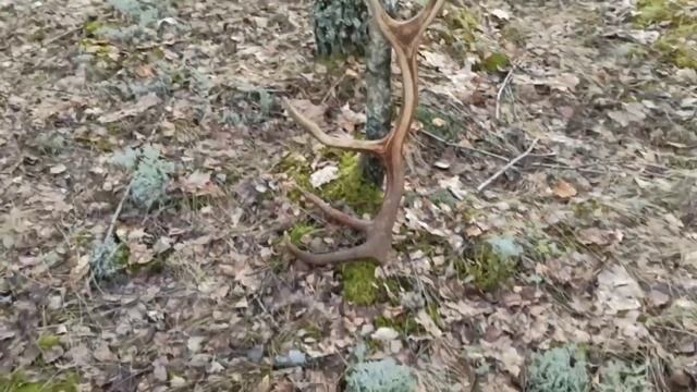 поиск рогов .рога оленя и лося .zrzuty jeleni 2023 смотреть онлайн