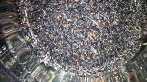 Черви в рисе VID 20171028 224335