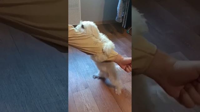 Бывает и так😀 Наш гость мальтийская болонка если нравится ставь 👍 и подписывайся смотреть онлайн