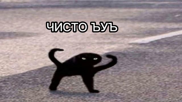 Ъуъ мем с котом