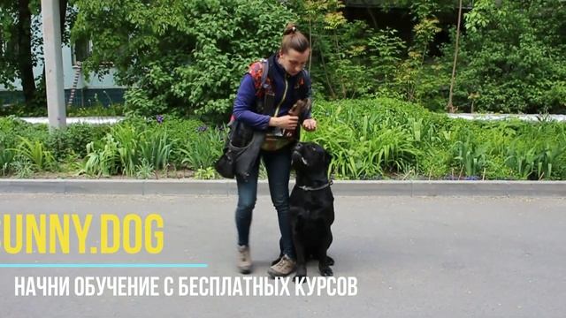 Когда и как кормить? До или после прогулки? смотреть онлайн