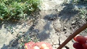 Виноград Дашуня