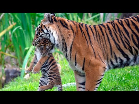 Тигрица выгуливает тигренка. Харьковский зоопарк.