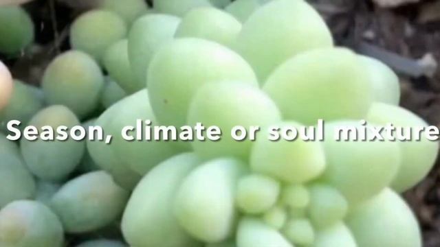 Gardening Tips You Wish You Knew Before Growing Sedum morganianum смотреть онлайн