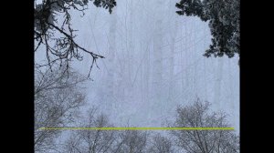 Звук птиц у зимней кормушки