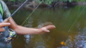 ОБЗОР НА СПИННИНГ Graphiteleader Bellezza Correntia 672 UL-BBT