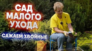 Сад малого ухода   сажаем хвойные