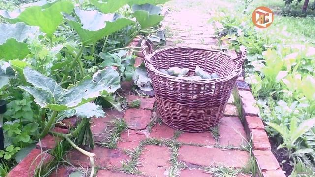 Рецепт соленых огурцов смотреть онлайн