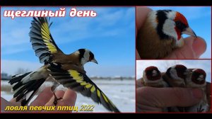 Ловля певчих птиц. Щеглиный день. Огневичок. Catching songbirds. Goldfinch day.