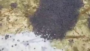 ФРАНЦИЯ. ИЮЛЬ 2023-ГО ГОДА. ПОСЛЕ МОЩНЫХ ЛИВНЕЙ В ЛУЖАХ ОБНАРУЖИЛИ ЧТО ТО СТРАННОЕ !