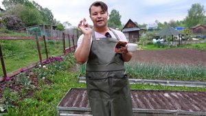 Сею #МОРКОВЬ, #СВЕКЛА, #ЗЕЛЕНЬ, #САЛАТЫ и #ПРЯНЫЕТРАВЫ только ТАК, и #УРОЖАЙ СОБИРАЮ МЕШКАМИ!