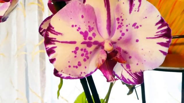 Прикупил две новые обалденные орхидеи фаленопсис! Орхидея Мэджик Арт. Биг Лип.