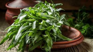 Как выращивать эстрагон из семян в домашних условиях