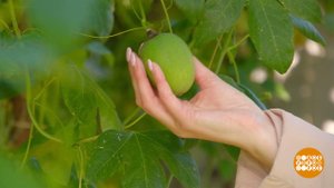 Осень пришла, маракуйя поспела. Доброе утро. Фрагмент выпуска от 12.10.2022