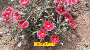 DYANTHUS PLANTS// CHOWBERIA DINABANDHU VIDYALAYA