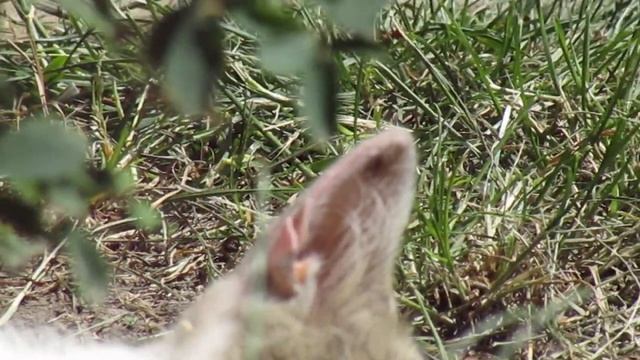 Test kamere Canon PowerShot SX420 IS смотреть онлайн