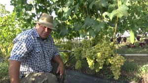 Виноград Елизавета