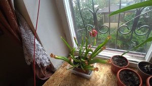 Выращивание насекомоядной саррацении дома.