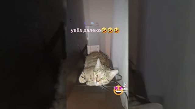 анекдот про мужика который кота в лес возил смотреть онлайн