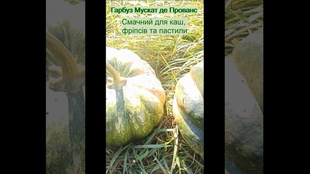 Гарбуз Мускат де Прованс