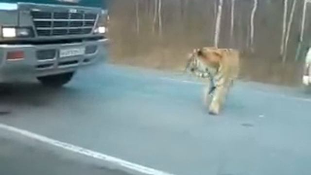 Хабаровск-Голодный тигр! Поцарапал машину!!!.MP4 смотреть онлайн