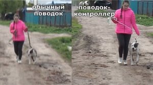 Питбуль Соня/Поводок-контроллер своими руками