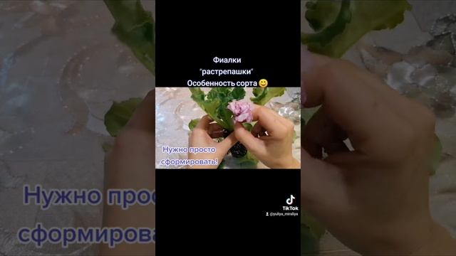 Особенности сортов фиалок. "Растрепашки" #фиалка #цветывдоме #осень2021 #фиалкипочтой #особенности