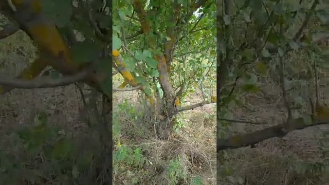 Дикая яблоня с крупными плодами ?. смотреть онлайн