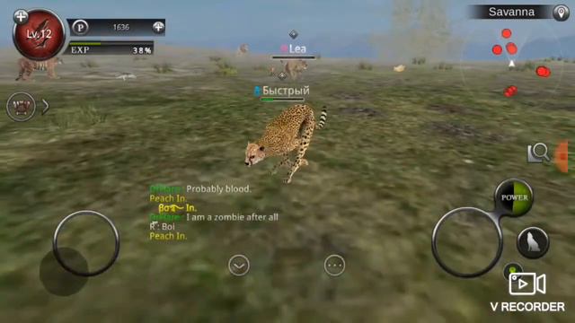 Wild Animals online. [Вилд энималз онлайн].🐆 ПРОТИВ 🐯! смотреть онлайн