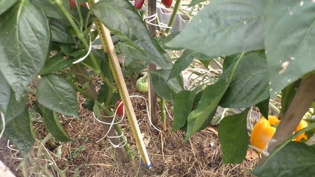 Перец Каптур F1 высотой 210см.... смотреть онлайн