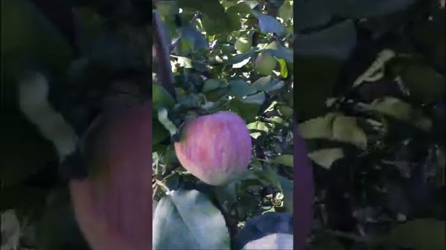 19-08-2023 Поздравление с ЯБЛОЧНЫМ СПАСОМ!!!