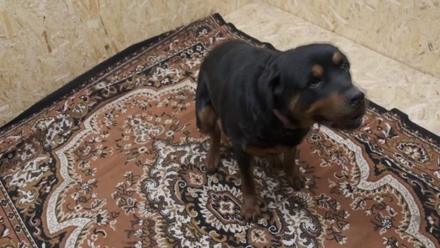 У Мираны растет живот. Через месяц будут щенки ротвейлера. Беременность Ротвейлера