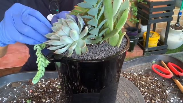 Succulent Arrangement in Black Ceramic Vase смотреть онлайн