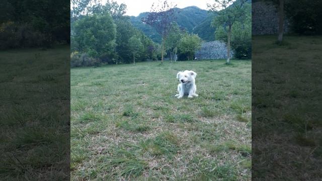 Schnauzer mini 4 month смотреть онлайн