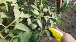 Опылитель tipo B 36C. ADROP. WUXAL БОРОН. Способы применения. Дозировка. Спасибо подписчику.