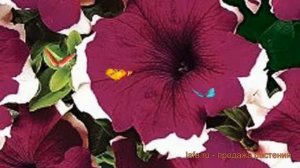 Петуния грандифлора Дримс Бургунди Пикоти ? обзор: как сажать, семена петунии Дримс Бургунди Пикоти