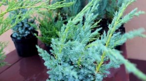 В "МОЖЖЕВЕЛОВОМ САДУ" НОВЫЕ СОРТА МОЖЖЕВЕЛЬНИКОВ. 30.08.2023г. БЕЛАРУСЬ, ГОМЕЛЬСКАЯ ОБЛАСТЬ