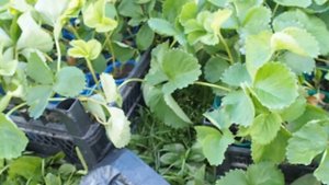 Летиция-рассада крупноплодной земляники