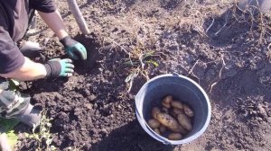 Картофель сорта гала и удача